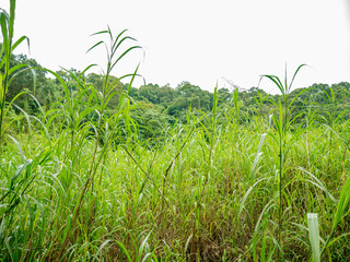 Beautiful Green nature in Ramkhamhaeng National Park,Sukhothai province Thailand