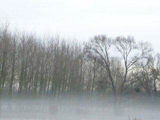 fog in forest