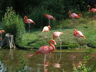 group of pink flamingos