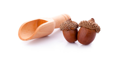 acorns on a white background
