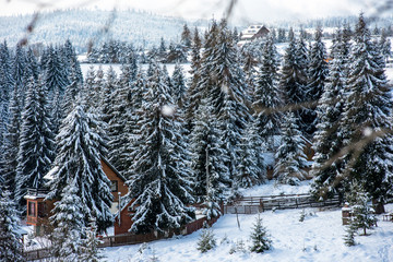 Winter wonderland forest