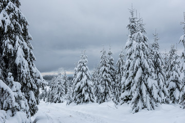 Fototapeta premium Snowy fir trees at winter