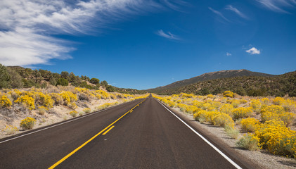 Highway in high desert lined with yellow wild flowers