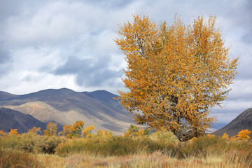 Fototapeta premium Autumn trees with nature mountain near the Khovd river at Western Mongolia