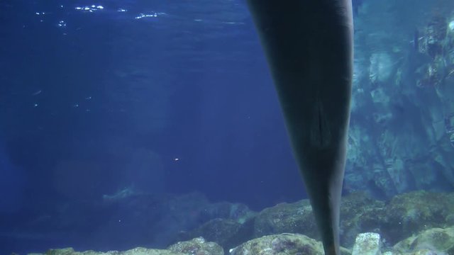 Beluga performance in aquarium