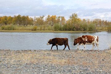 Two cows walking in the desert steppe and plants of Western Mongolia