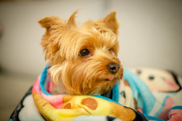 Yorkshire Terrier Wrapped Up in a Colorful Blanket