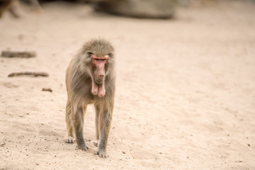 an Beautiful baboon