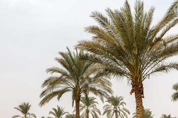 Fototapeta premium Garden and palms