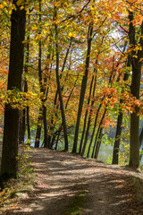 Autumn colorful trees with path and water, Czech landscape