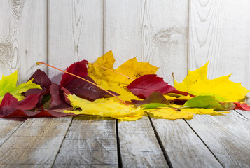 Obraz premium Group of colorful autumn leave on white wood rustic background
