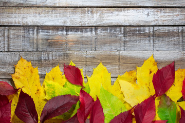 Naklejka na ściany i meble Colorful autumn leave on white wood rustic background