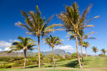 Fototapeta na wymiar Palm Trees At Golf Course, Kauai