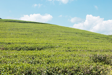 green tea leaves and filed on blue sky
