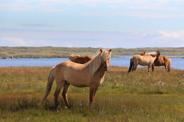 Islandpferde an einem See