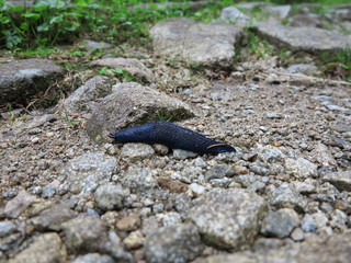 Walk of the blue Slug