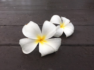 couple white frangipani flower drop on the wooden terrace