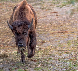 Earth Toned Fur on a Large Bison Grazing