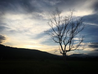 Fototapeta premium Leafless tree in the rice field and mountain. Dark image intentionally exposure.