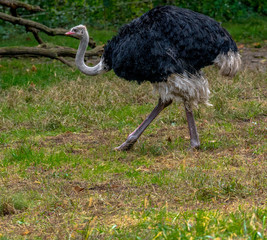Earth Toned Plumage on an Ostrich in a Grassy Field