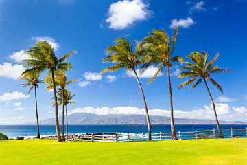 Palm Trees At Napili Point, Maui