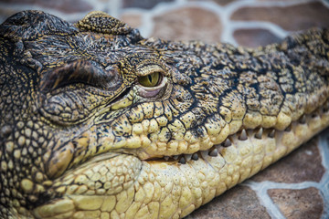 Crocodile head close-up of eyes and teeth.