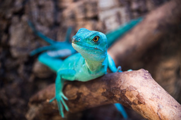 Naklejka na ściany i meble Green basilisk lizard in zoological garden close-up on a branch