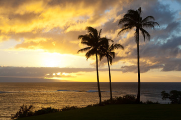 Fototapeta na wymiar Palm Tree Sunset At Napili Point, Maui