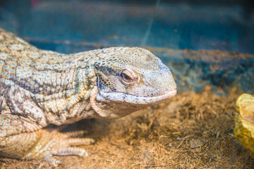 varan close-up lies in the zoo.