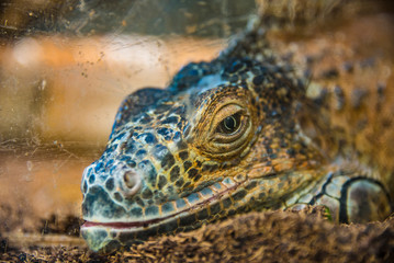 Green iguana close-up lies in the zoo.