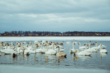 lot of swans on the lake