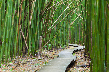 Hawaiian Bamboo Forest, Maui