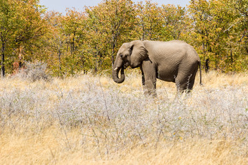 Fototapeta premium Elefant