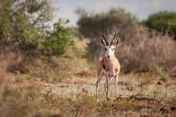 Beautiful adult Sprinbok ram staring at photographer during early morning hours.