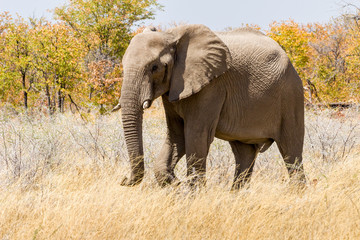 Fototapeta na wymiar Elefant