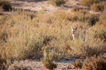 Mature Cape Fox sitting outside den keeping watchful eye for any harmfull predators in the area.