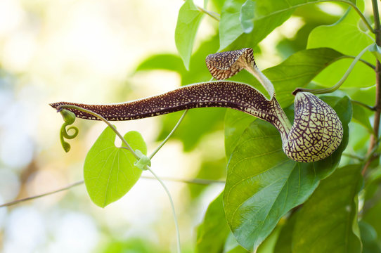 Aristolochia ringens plant