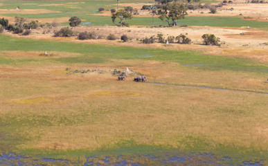 Elephants crossing water in the Okavango delta (Botswana)