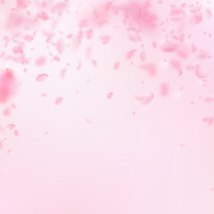 Sakura petals falling down. Romantic pink flowers 