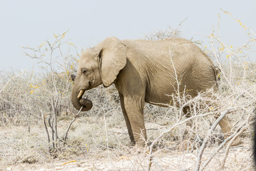 Fototapeta premium Elefant