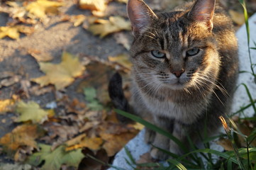 cats and autumn