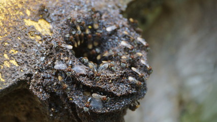 stingless bee in national zoo of malaysia