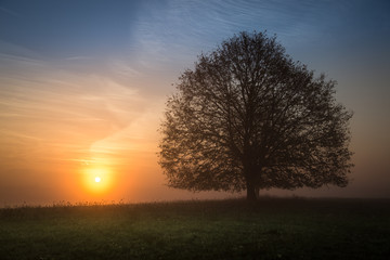 Fototapeta na wymiar Der Baum im Sonnenaufgang
