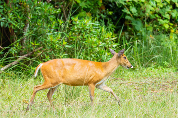 Wild brown muntjac walking on meadow