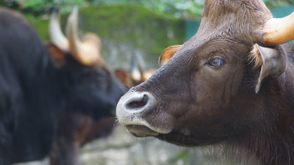 Indian Bos Gauru in National Zoo of Malaysia