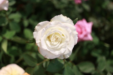pink rose in garden