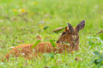 Wild brown muntjac lying on meadow in KHao Yai National Public Park in Thailand