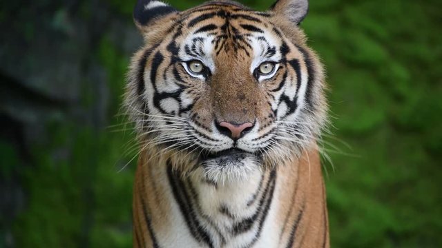 close up of Siberian tiger