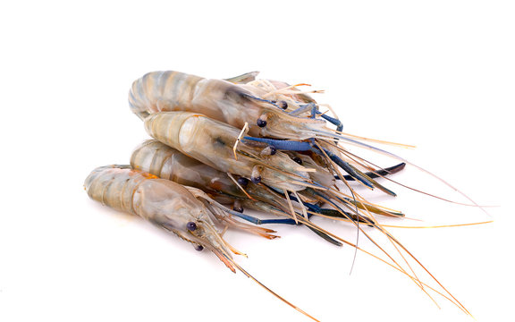 Fresh shrimp isolated on white background. This has clipping path.