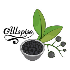 hand drawn allspice, spicy ingredient, allspice logo, healthy organic food, spice allspice isolated on white background, culinary herbs, label, food, natural healthy food, vector graphic to design